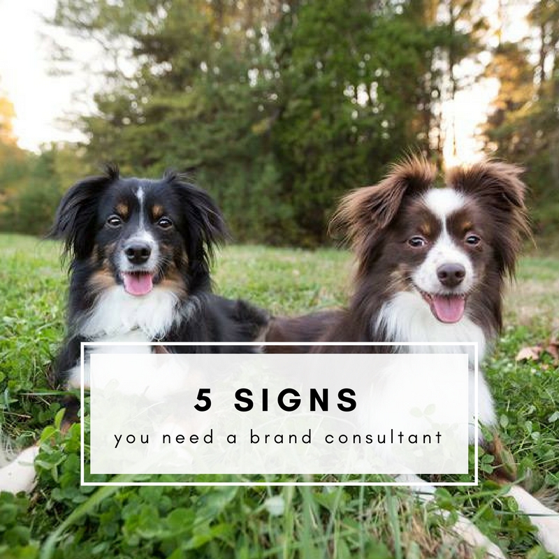 5 Signs Your Pet Business Could Benefit from Hiring a Brand Consultant