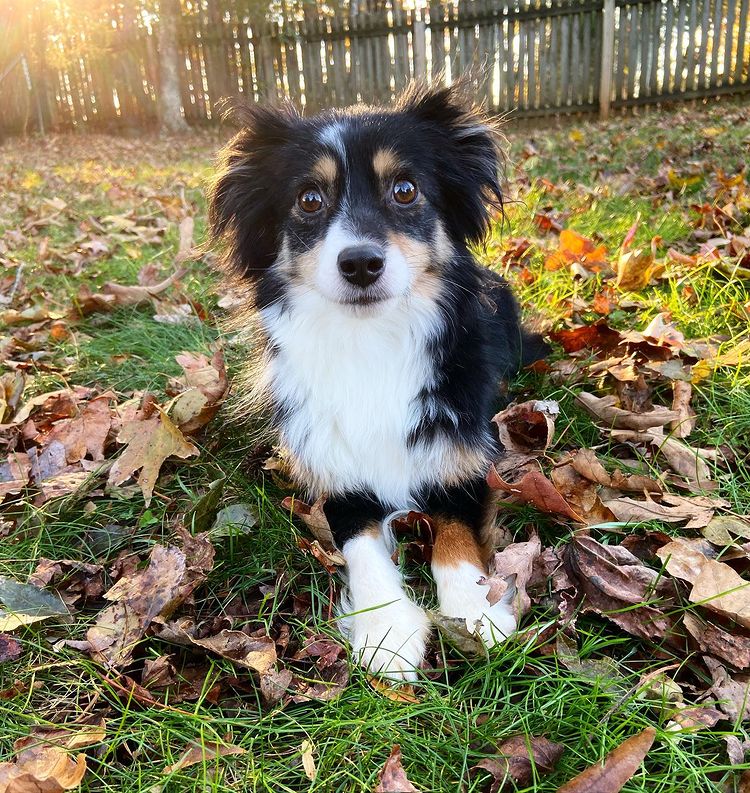 Small black tri toy australian shepherd with beautiful brown eyes. He is very small, and laying down on a lawn covered in leaves. You can see a fence in the background and the deep haze of an autumn sunset fills the area behind him  He is in the forefront, with an attentive gaze, just ready to spring toward the camera.