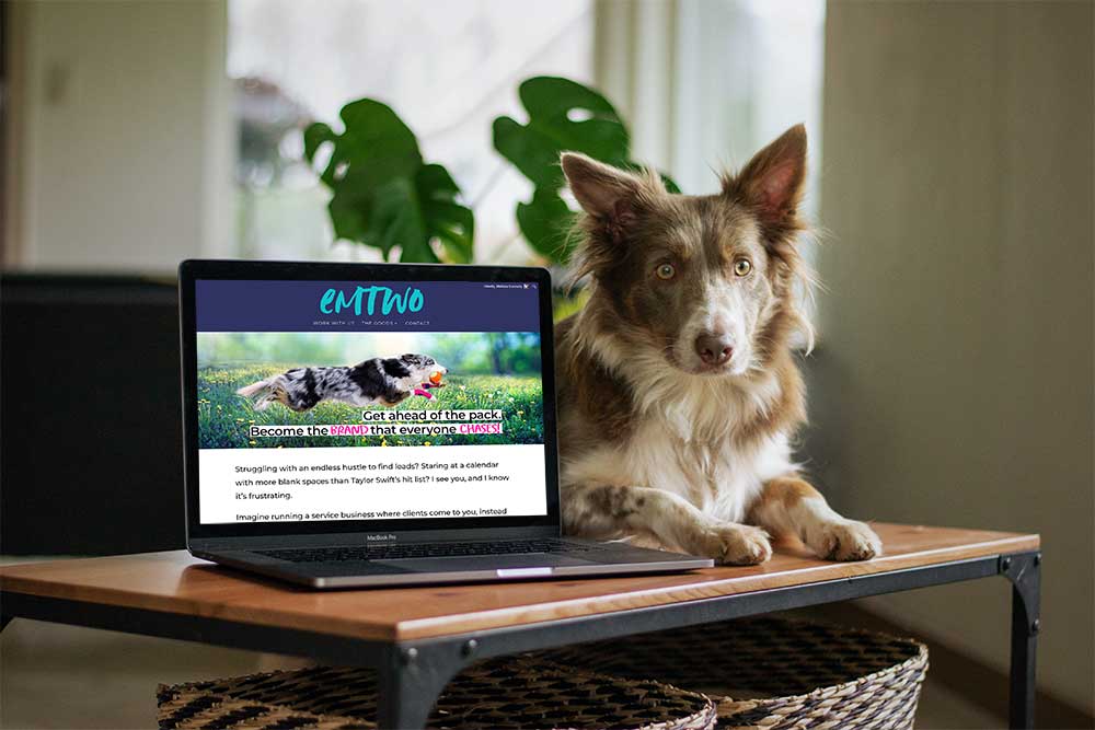 A red merle border collie is laying down on a table with a laptop next to her. Under the table you can see the tops of two large baskets. She is looking straight ahead and focused on something we can't see. On the laptop is a screenshot of a branding agency. In the background you can see some greenery inside of an apartment or house. 