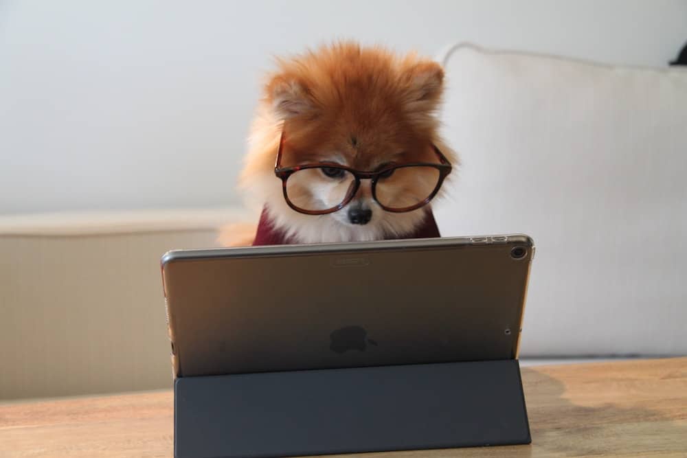 Pomeranian dog sitting on a bench in front of an ipad. I am guessing the dog is a girl. She has dark reg and orange fur on top of her head that is so fluffy. With more tan floofy fur around her neck. She appears to be wearing a dark red shirt. She is looking very seriously at the screen while wearing glasses. 