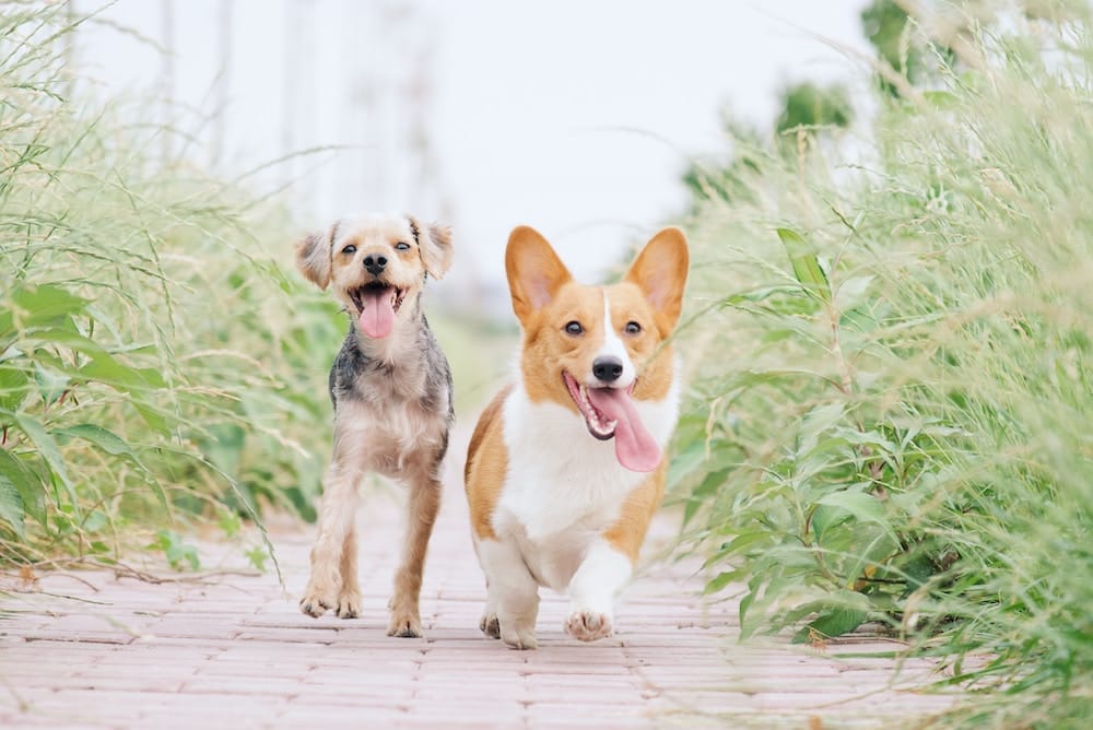 Two dog pals trotting down a brick path with greenery on both sides. The dog on the left is a little bit taller, though both are short. The dog on the left is brown and black, he is looking right into the camera with his tongue out. The dog on the right is a corgi. She is red and white, and her gaze is forward but appears to be looking past the camera. Her tongue is long and hanging out of her mouth. Both dogs appear to be trotting/jogging and having fun. 